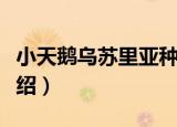 小天鹅乌苏里亚种（关于小天鹅乌苏里亚种介绍）
