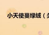 小天使蔓绿绒（关于小天使蔓绿绒介绍）