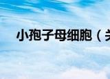 小孢子母细胞（关于小孢子母细胞介绍）