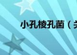 小孔棱孔菌（关于小孔棱孔菌介绍）