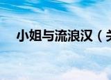 小姐与流浪汉（关于小姐与流浪汉介绍）