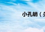 小孔蛸（关于小孔蛸介绍）