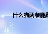 什么猫两条腿谜底（什么猫两条腿）