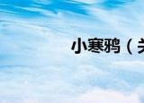 小寒鸦（关于小寒鸦介绍）