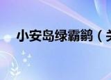 小安岛绿霸鹟（关于小安岛绿霸鹟介绍）