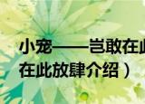 小宠——岂敢在此放肆（关于小宠——岂敢在此放肆介绍）