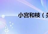 小宫和枝（关于小宫和枝介绍）