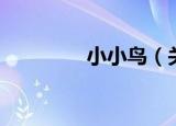 小小鸟（关于小小鸟介绍）