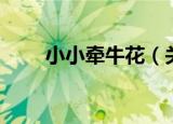小小牵牛花（关于小小牵牛花介绍）