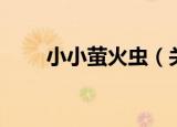 小小萤火虫（关于小小萤火虫介绍）