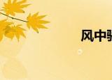 风中骄阳（风中）