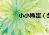 小小孵蛋（关于小小孵蛋介绍）