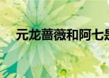 元龙蔷薇和阿七是一个人吗（元龙蔷薇）