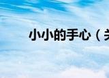 小小的手心（关于小小的手心介绍）