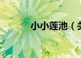 小小莲池（关于小小莲池介绍）