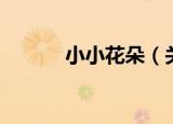 小小花朵（关于小小花朵介绍）