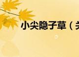 小尖隐子草（关于小尖隐子草介绍）