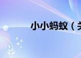 小小蚂蚁（关于小小蚂蚁介绍）