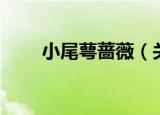 小尾萼蔷薇（关于小尾萼蔷薇介绍）