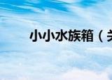 小小水族箱（关于小小水族箱介绍）
