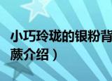 小巧玲珑的银粉背蕨（关于小巧玲珑的银粉背蕨介绍）