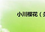 小川樱花（关于小川樱花介绍）