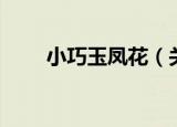 小巧玉凤花（关于小巧玉凤花介绍）