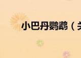 小巴丹鹦鹉（关于小巴丹鹦鹉介绍）