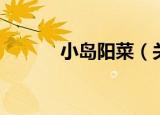 小岛阳菜（关于小岛阳菜介绍）