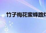 竹子梅花蜜蜂路灯小练笔300字借物喻人