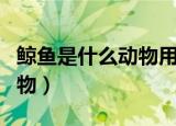 鲸鱼是什么动物用英语怎么说（鲸鱼是什么动物）