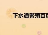 下水道繁殖百度百科（下水道繁殖）
