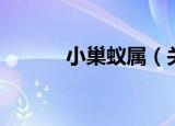 小巢蚁属（关于小巢蚁属介绍）