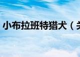 小布拉班特猎犬（关于小布拉班特猎犬介绍）