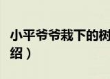 小平爷爷栽下的树（关于小平爷爷栽下的树介绍）