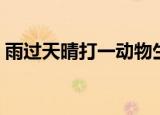 雨过天晴打一动物生肖（雨过天晴打一生肖）