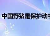 中国野猪是保护动物吗（野猪是保护动物吗）