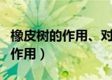 橡皮树的作用、对环境和空气作文（橡皮树的作用）