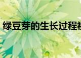 绿豆芽的生长过程视频（绿豆芽的生长过程）