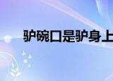 驴碗口是驴身上哪一个器官（驴碗口）