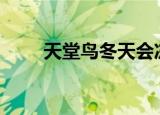 天堂鸟冬天会冻死吗（天堂鸟dos）