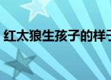 红太狼生孩子的样子是什么（红太狼生孩子）