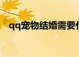 qq宠物结婚需要什么戒指（qq宠物结婚）