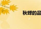 秋蝉的品质（秋蝉评价）
