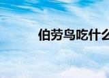 伯劳鸟吃什么?（伯劳鸟吃什么）