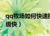qq牧场如何快速提升等级（qq牧场养什么升级快）