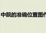 中脘的准确位置图作用（关元准确位置图 图）