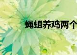 蝇蛆养鸡两个月出栏（蝇蛆养鸡）