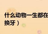 什么动物一生都在换牙呢（什么动物一生都在换牙）