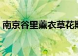 南京谷里薰衣草花期（南京江宁谷里薰衣草）